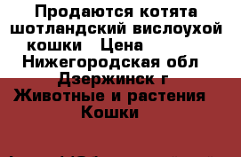 Продаются котята шотландский вислоухой кошки › Цена ­ 7 000 - Нижегородская обл., Дзержинск г. Животные и растения » Кошки   